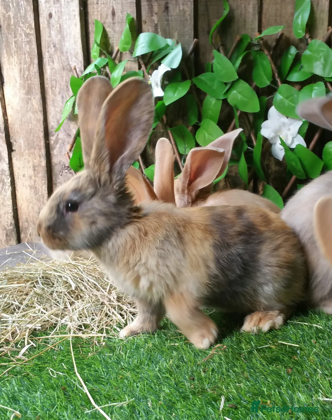 Gallery Image {{count}}