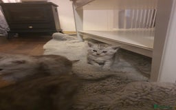 Persian cats for sale: Persian ready now - Image 7
