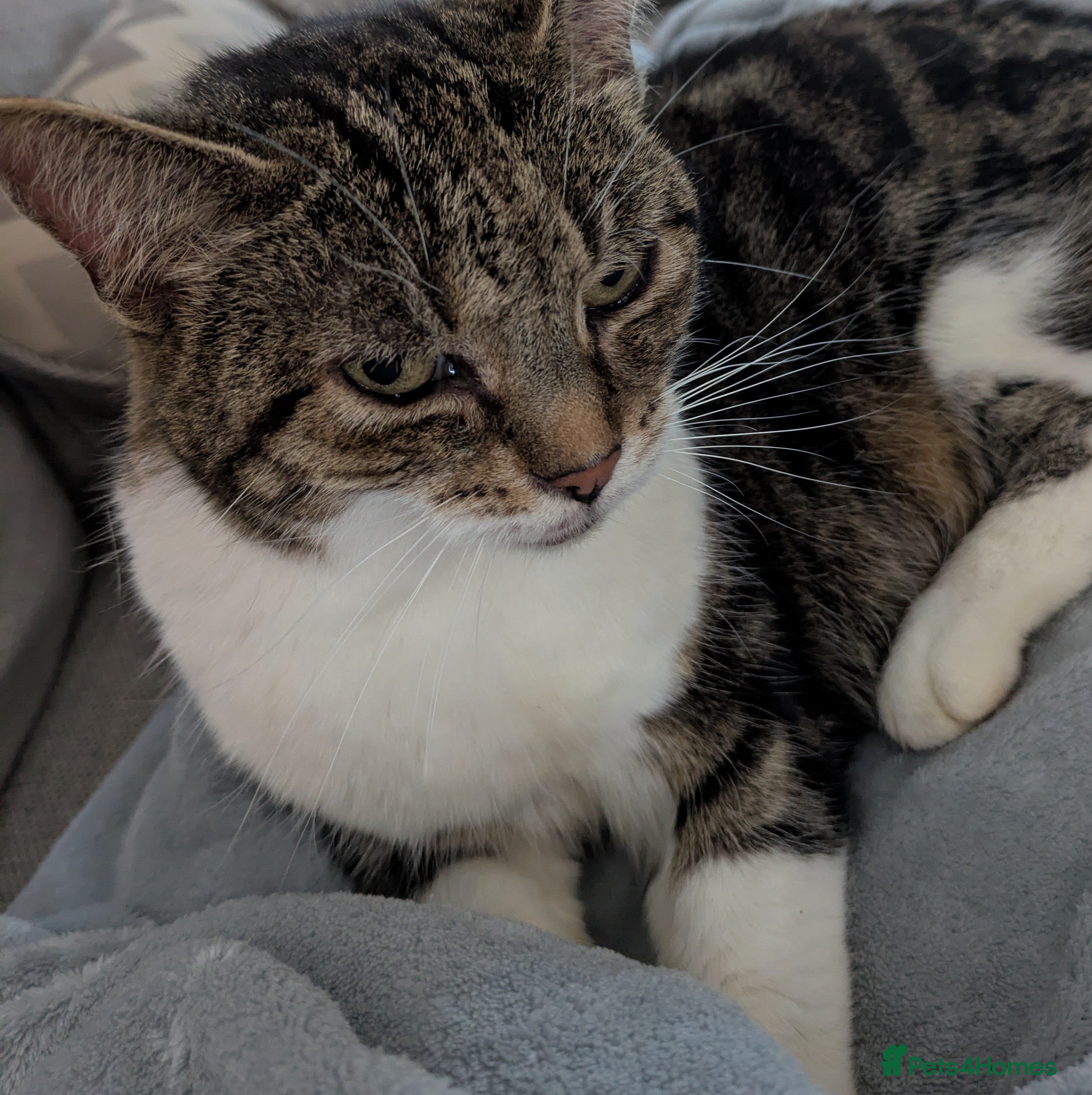 Domestic Shorthair cats Domestic short haired female older cat - Advert 6