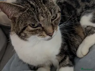 Domestic Shorthair cats Domestic short haired female older cat - Advert 5