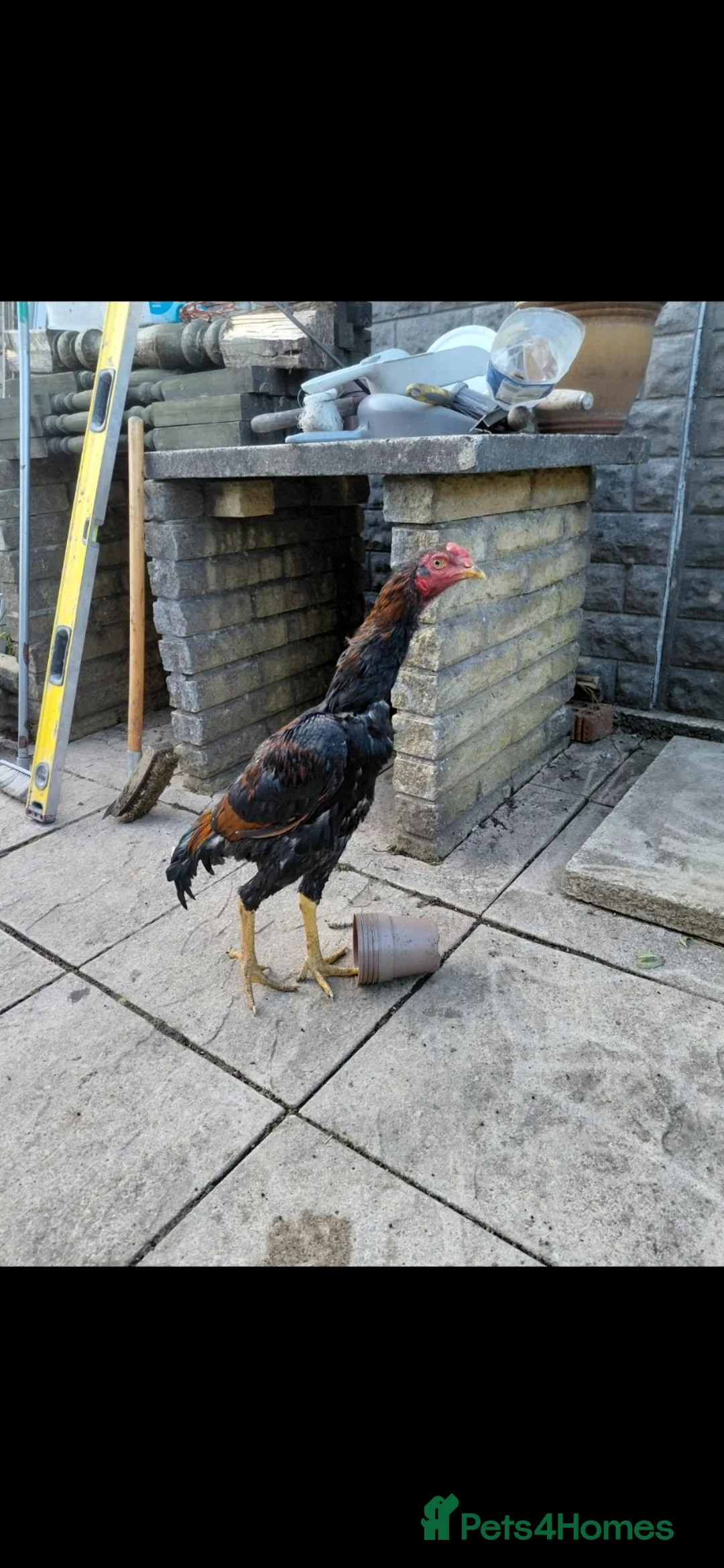 Chickens poultry for sale: Aseel  - Advert 2