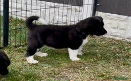Akita dogs for sale: Quality KC Registered American Akita Puppies - Image 17