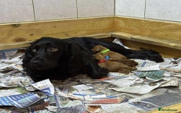 Cocker Spaniel dogs for sale: Beautiful KC Registered Cocker Puppies for Sale - Image 5