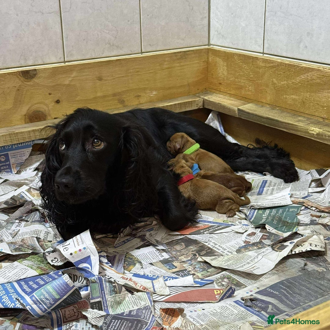 Cocker Spaniel dogs for sale: Beautiful KC Registered Cocker Puppies for Sale - Image 5