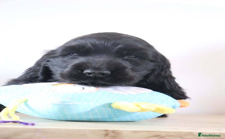 Cocker Spaniel dogs - Advert 1