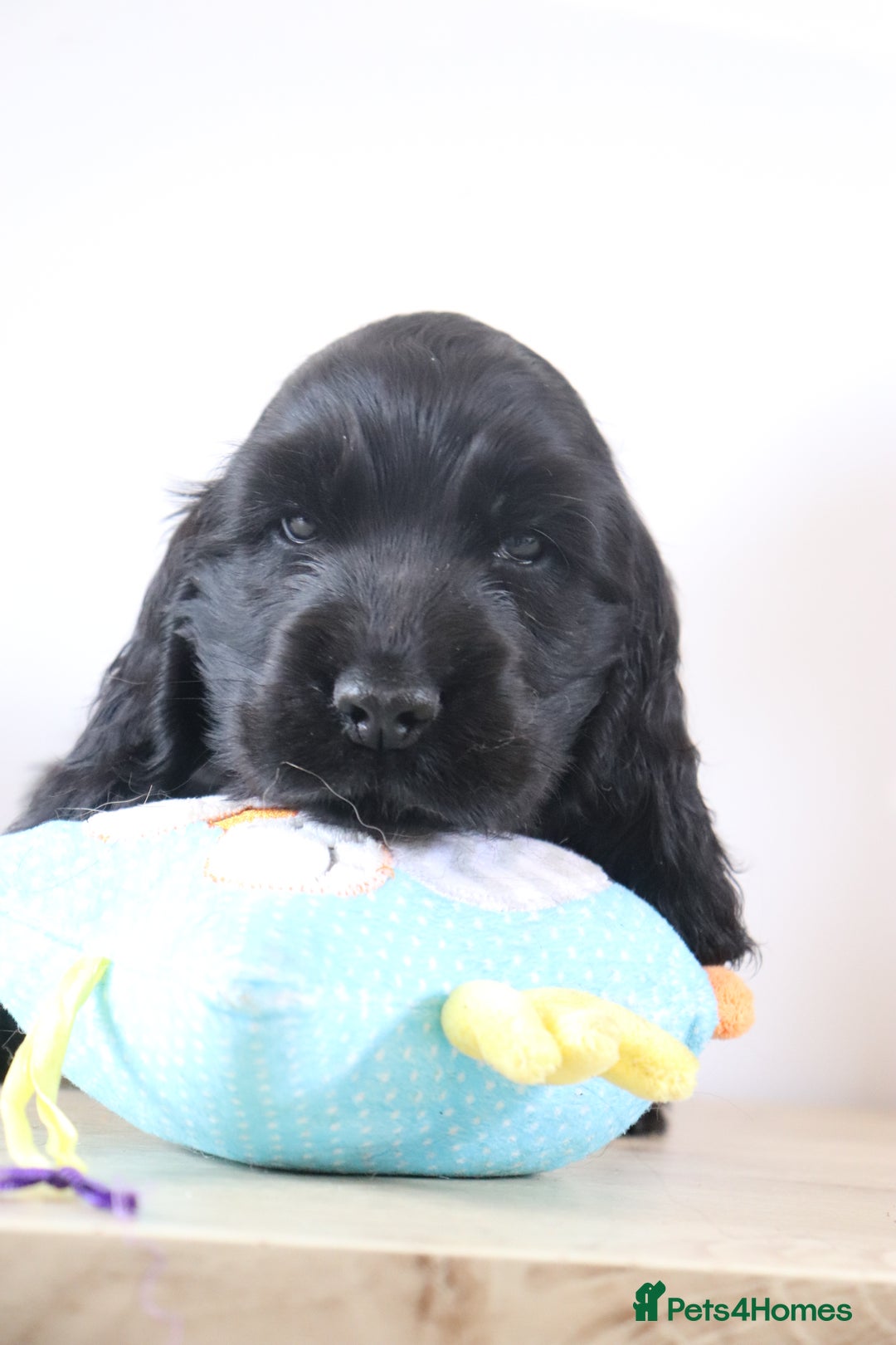 Cocker Spaniel dogs for sale: Kc registered show cocker spaniels  - Image 2