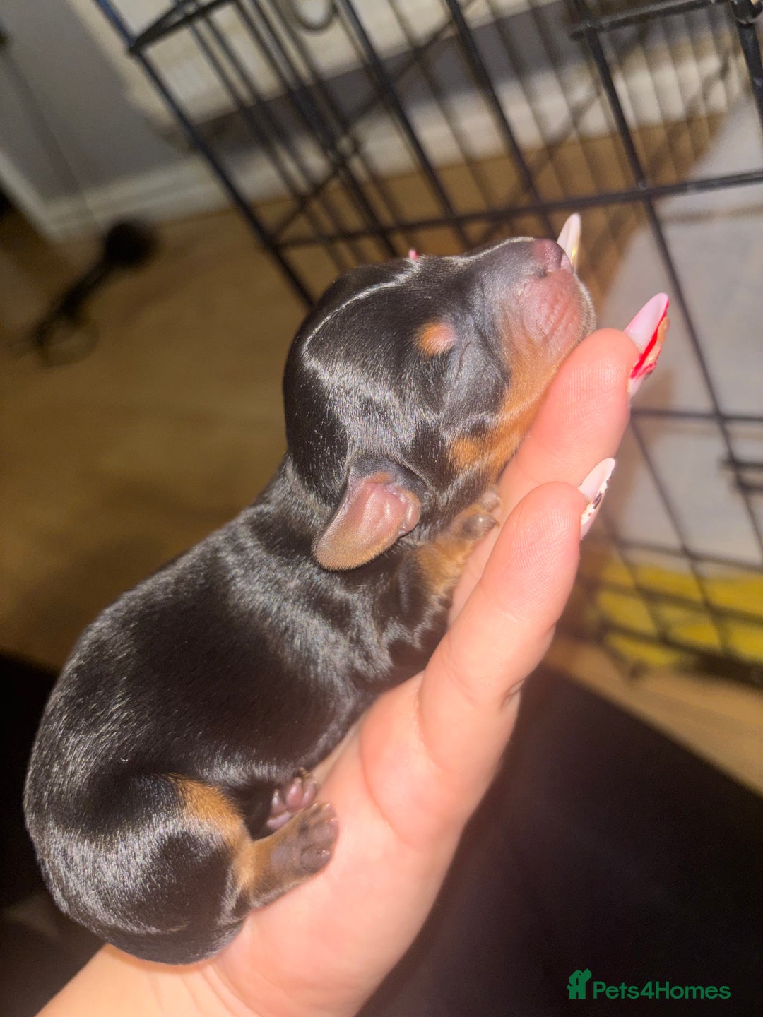 Mixed Breed dogs for sale: 5 beautiful dorkie puppies for sale  - Image 6
