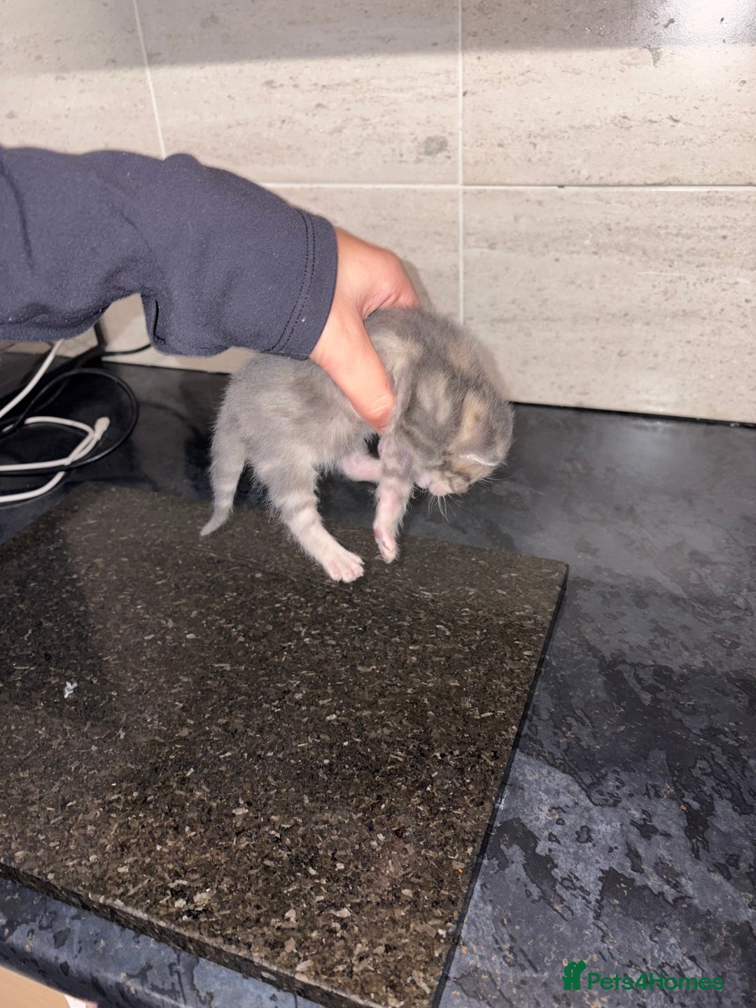 Bengal cats for sale: Bengal mixed Tabby - Advert 21