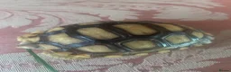 Tortoise reptiles for sale: Sulcata tortoise babies - Advert 2