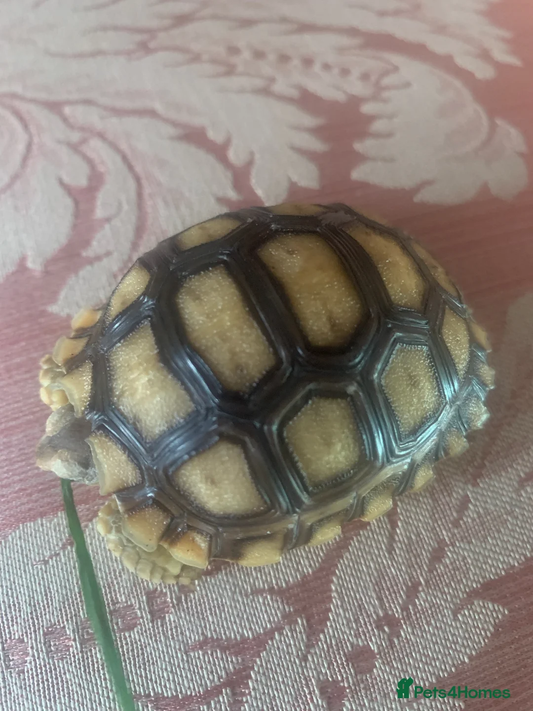 Tortoise reptiles for sale: Sulcata tortoise babies - Advert 2