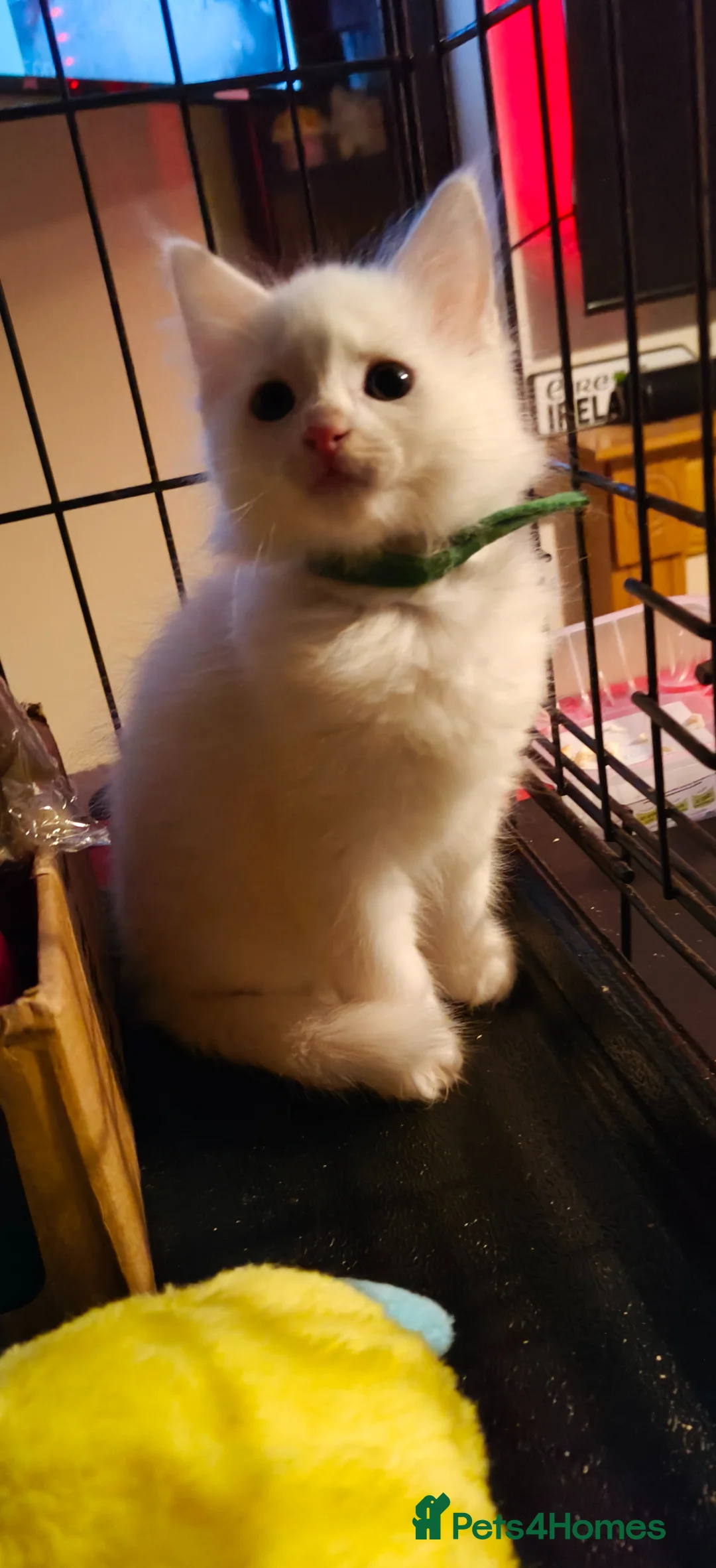 Mixed Breed cats for sale: White kittens - 3 available in Clogher - Advert 2