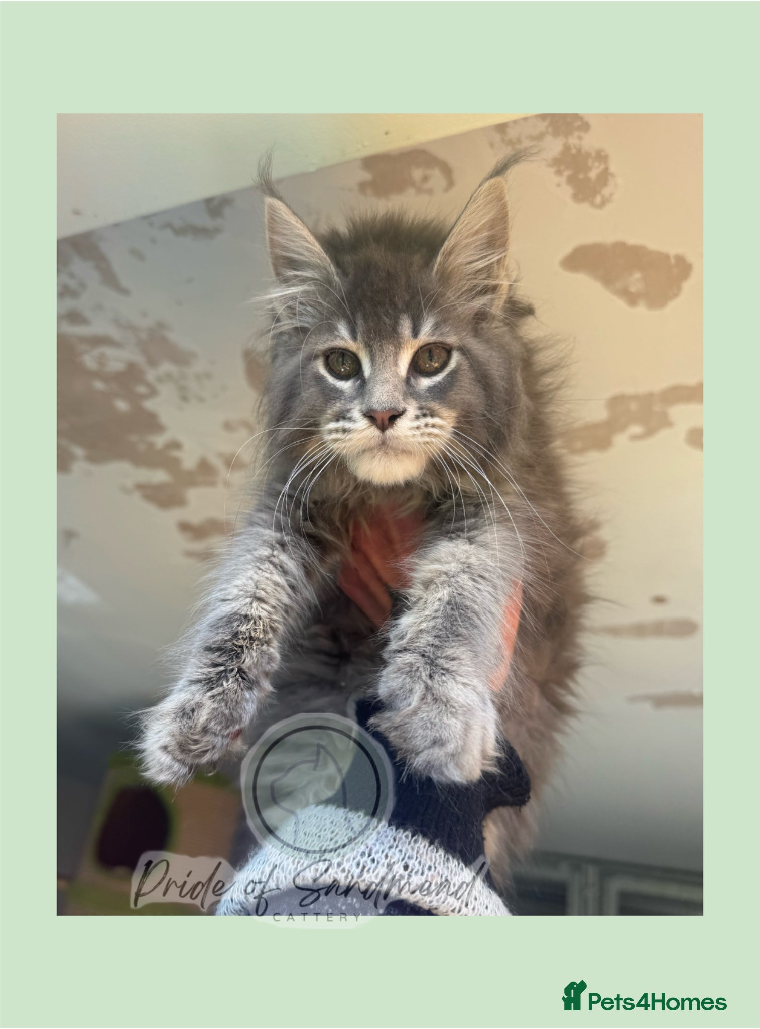 Maine Coon cats Russian Import Health Tested Loved Kittens - Advert 2