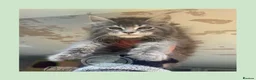 Maine Coon cats for sale: Russian Import Health Tested Loved Kittens - Advert 3