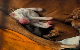 Cocker Spaniel dogs for sale: 🐾 Working Cocker Spaniel Puppies 🐾 - Image 6