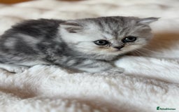 Exotic cats for sale: Superb Exotic Chinchilla kittens - Health tested  - Image 12