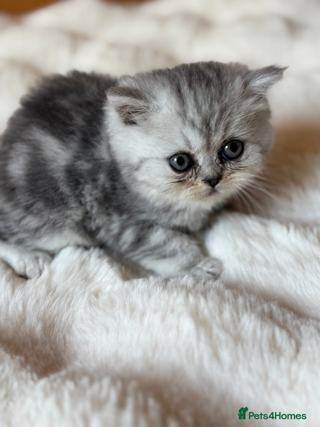 Exotic cats for sale: Superb Exotic Chinchilla kittens - Health tested  - Image 12