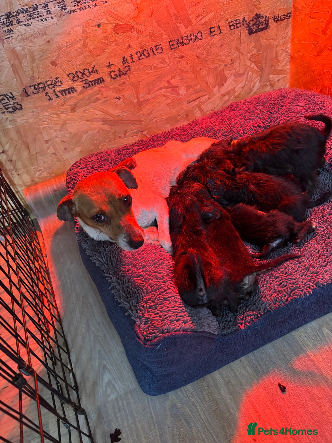 Jackapoo dogs for sale: 6 beautiful and playful Jackapoo puppy’s for sale  - Advert 1