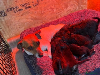 Jackapoo dogs 6 beautiful and playful Jackapoo puppy’s for sale - Advert 1