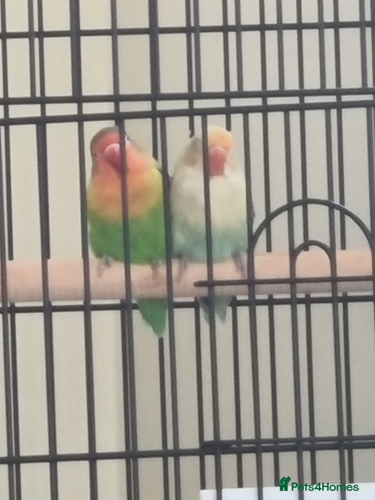 Lovebirds birds Lovebirds  - Advert 1
