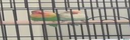 Lovebirds birds for sale: Lovebirds  - Advert 1