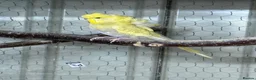 Budgerigars birds for sale: Helicopter Budgies  - Advert 1