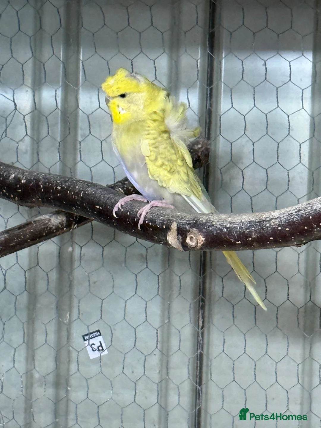 Budgerigars birds for sale: Helicopter Budgies  - Advert 1