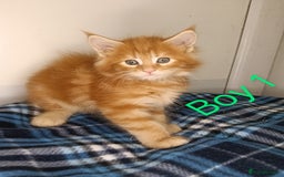 Maine Coon cats for sale: 'PuuureLove' Maine Coon kittens  - Image 2