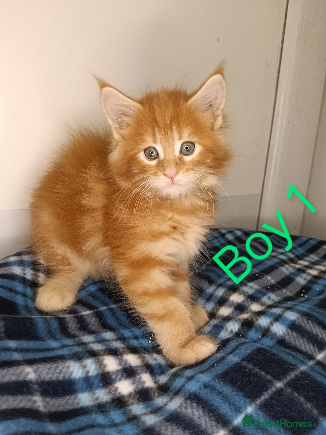 Maine Coon cats for sale: 'PuuureLove' Maine Coon kittens  - Image 2