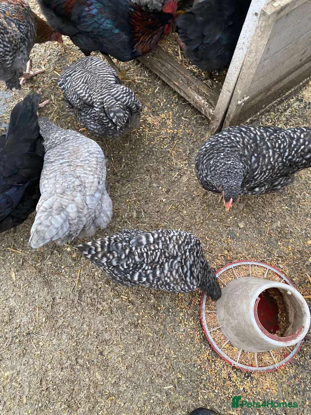 Chickens poultry for sale: Flock of 7 Chickens 🐓 For Sale   - Advert 2