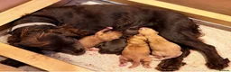 Cocker Spaniel dogs for sale: Cocker Spaniel Puppies in Bristol - Advert 1