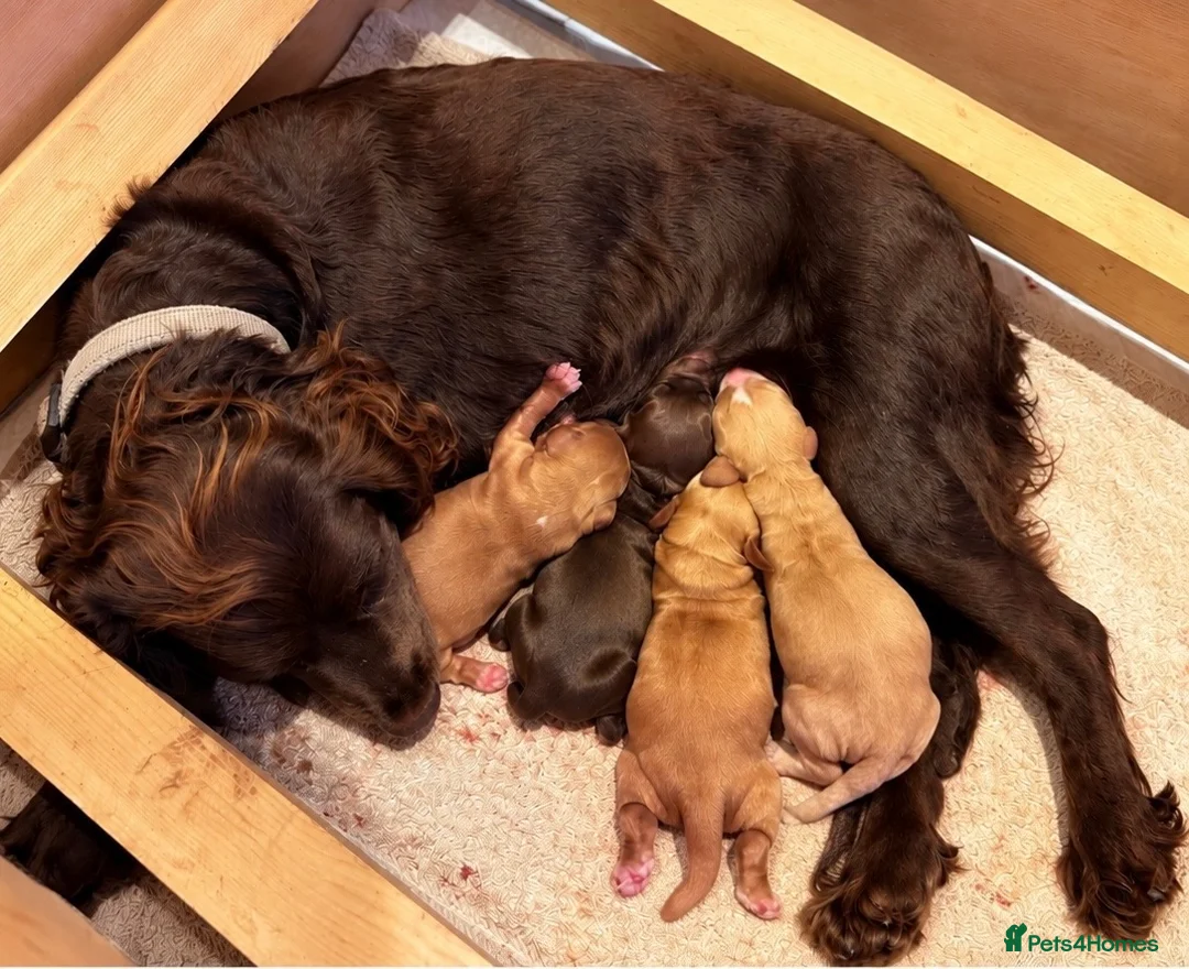 Cocker Spaniel dogs for sale: Cocker Spaniel Puppies in Bristol - Advert 1
