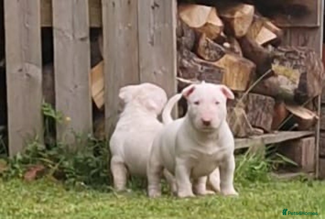 English Bull Terrier dogs for sale: English Bull Terrier Puppies - Image 6