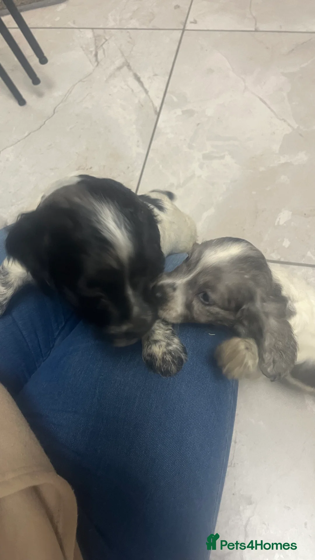 Sprocker dogs for sale: 5 sprocker spaniels  - Advert 8