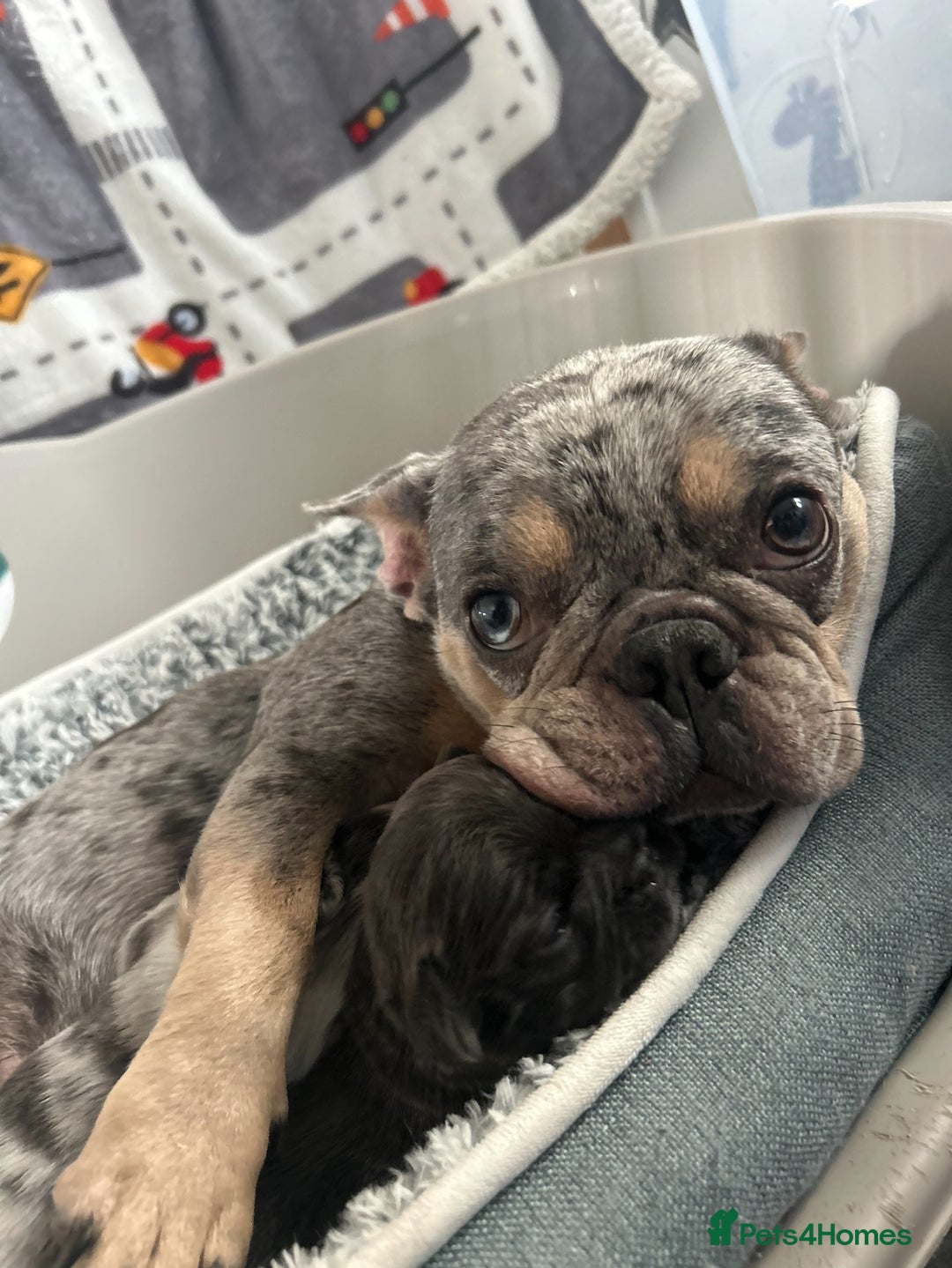 French Bulldog dogs for sale: Two, 10 Week Fluffy French Bulldogs  - Advert 15