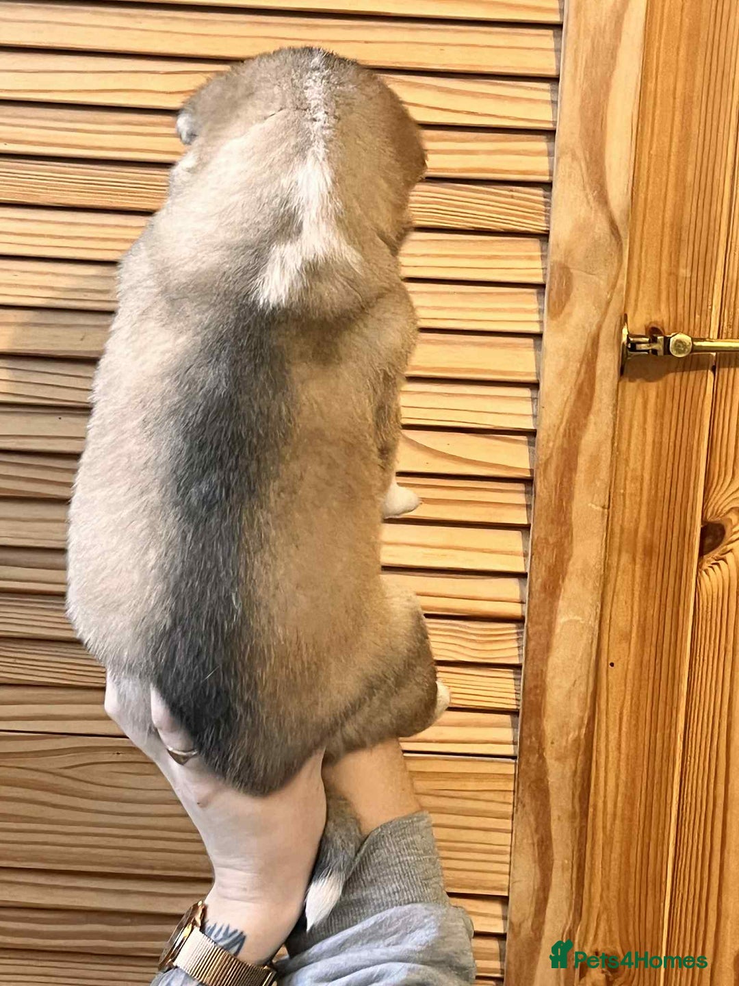 Siberian Husky dogs for sale: Siberian husky puppies x 5 - Advert 2