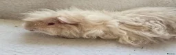 Guinea Pig rodents for sale: Young Lunkarya Boar  - Advert 2