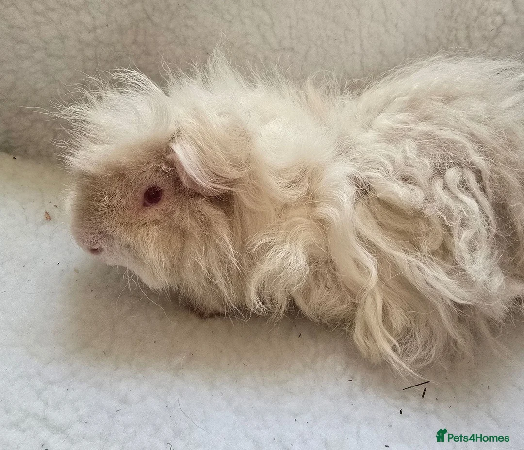 Guinea Pig rodents for sale: Young Lunkarya Boar  - Advert 2