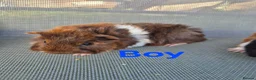 Guinea Pig rodents for sale: Mixed guinea pigs for sale - Advert 5