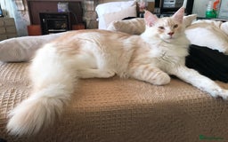 Maine Coon cats for sale: GCCF 5th Generation Pedigree Purebred Maine Coons - Image 10