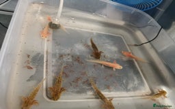 Other/Mixed Breed fish for sale: Axolotls for sale - Image 4