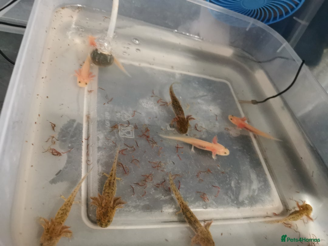 Other/Mixed Breed fish for sale: Axolotls for sale - Image 4