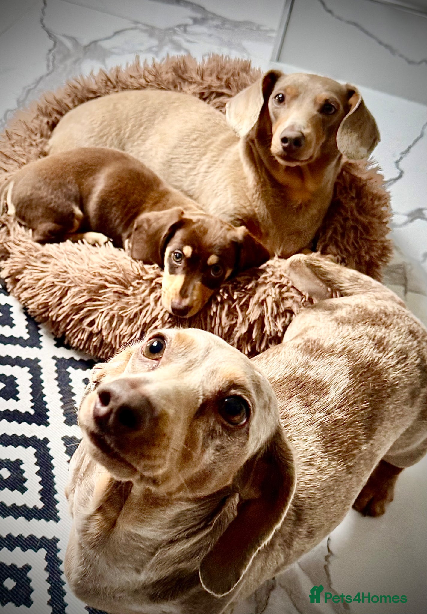 Miniature Dachshund dogs miniature dachshunds k c - Advert 1