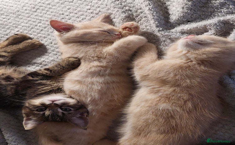 Persian cats - Advert 5