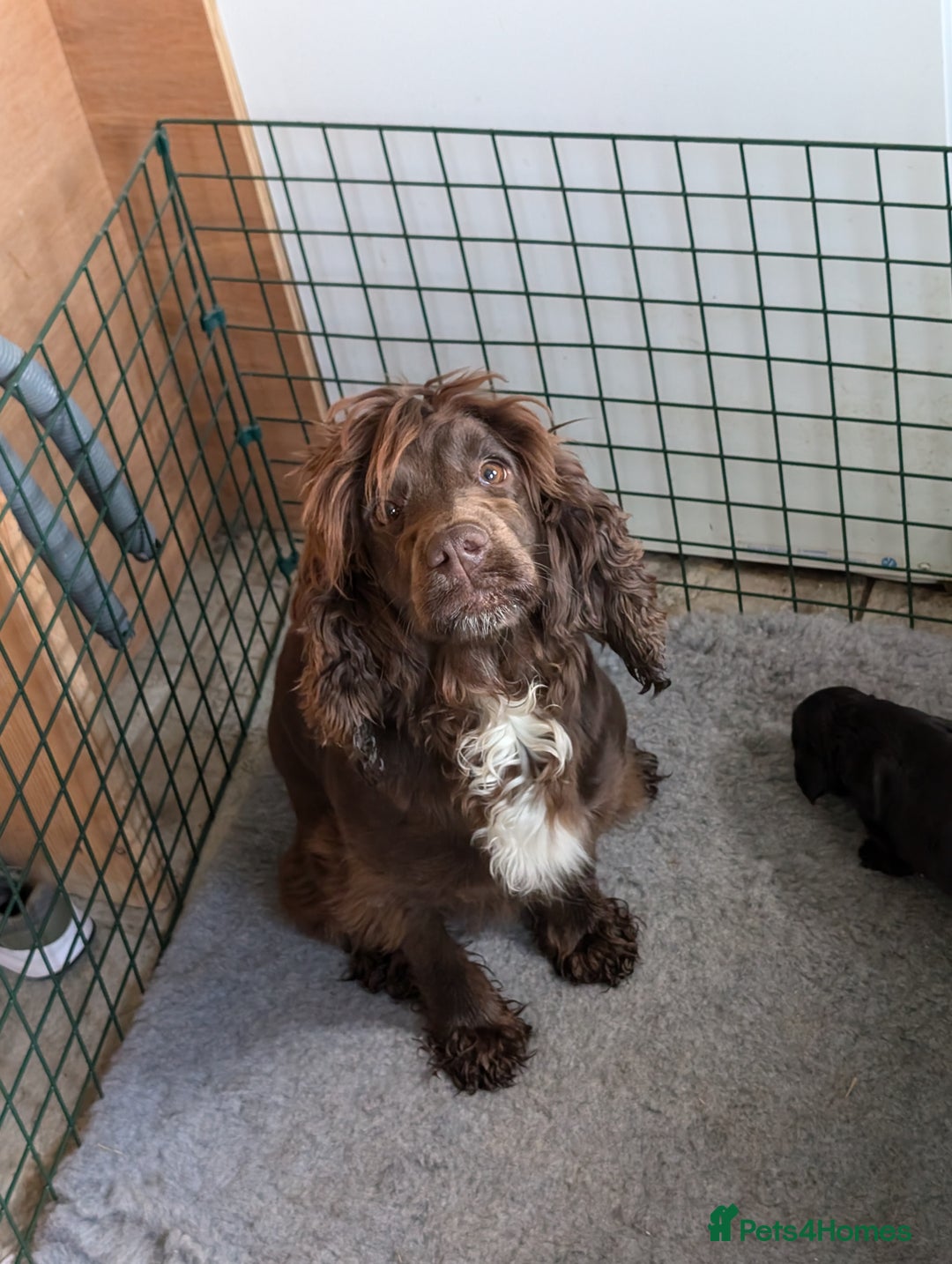 Cocker Spaniel dogs for sale: Working Cocker spaniel pups - Image 8