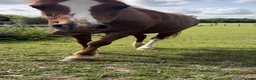 Welsh Section A horses for sale: Beautiful 12.2hh mare  in Shaftesbury - Advert 10