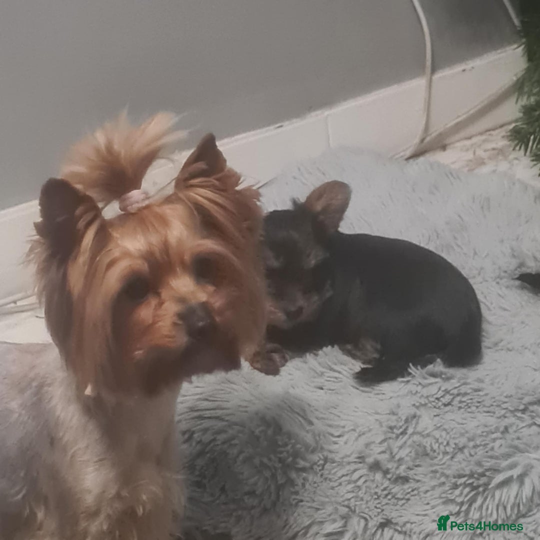 Yorkshire Terrier dogs for sale: Sweet Mini Yorkie Girls Ready to Melt Your Heart - Advert 1