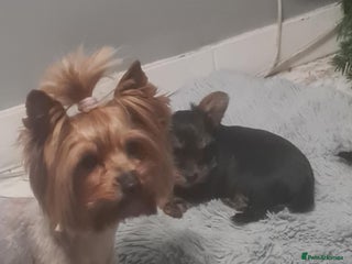 Yorkshire Terrier dogs Sweet Mini Yorkie Girls Ready to Melt Your Heart - Advert 5