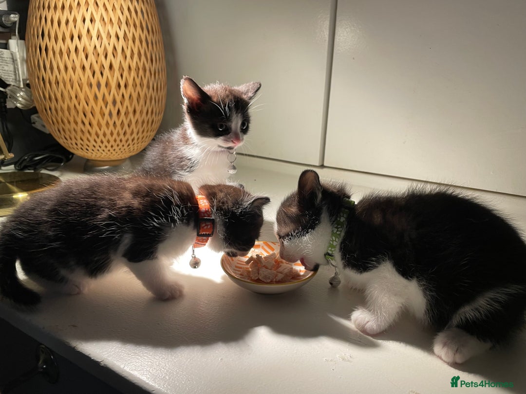 Mixed Breed cats for sale: Three energetic kittens: Noodle, Peanut and Daisy - Advert 7