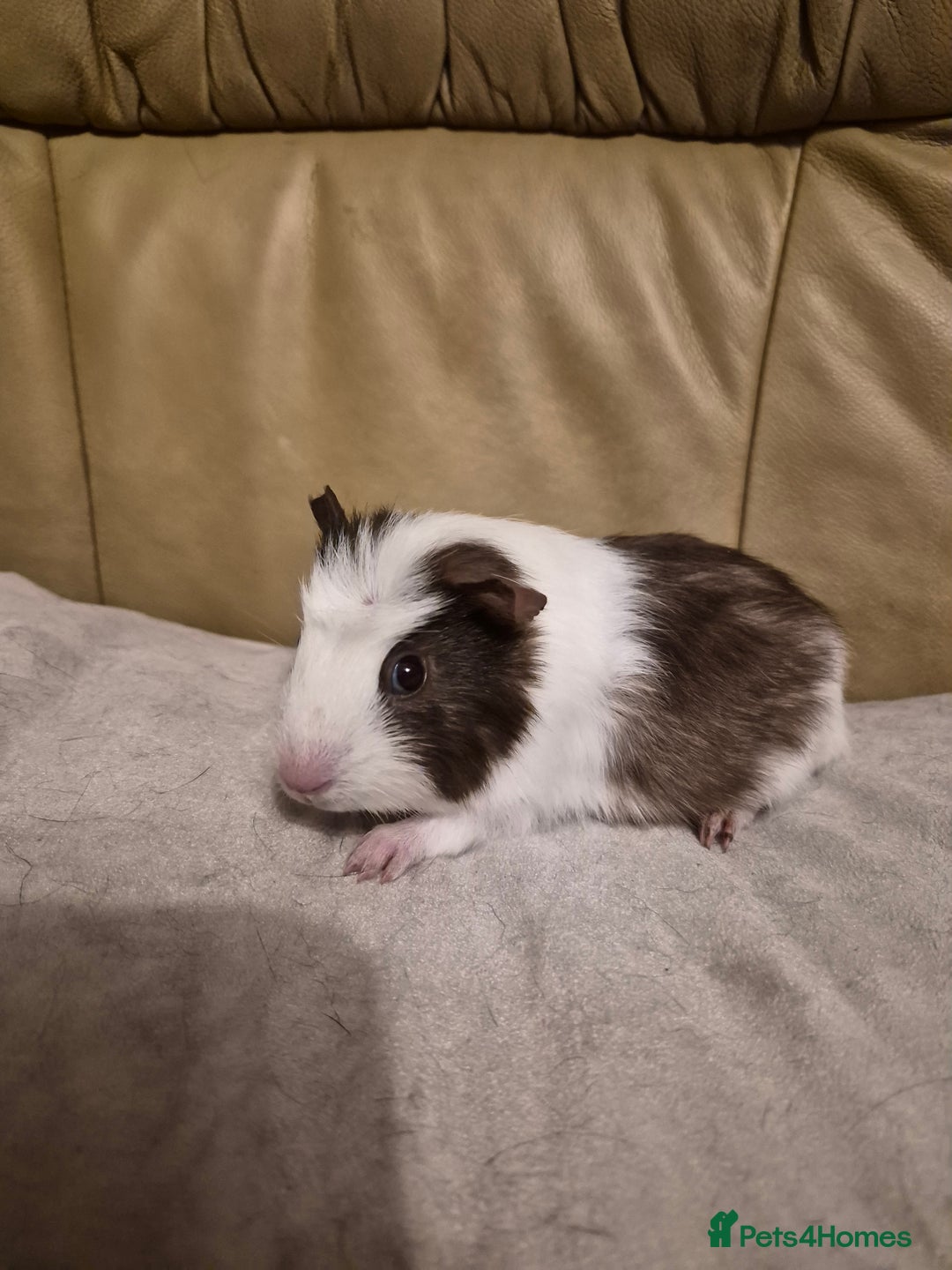Guinea Pig rodents for sale: 5 Adorable Female Baby Guinea Pigs - Advert 4
