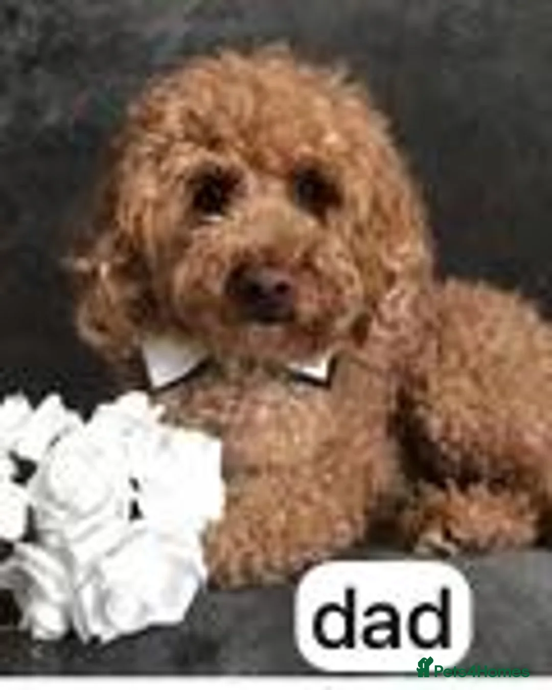 Cockapoo dogs for sale: SEVEN STUNNING F2 MINI COCKAPOOS - Advert 4